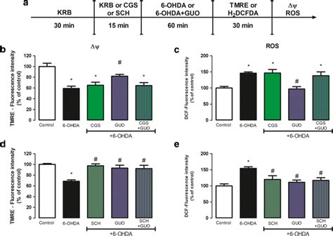 Effects Of A2ar Modulation On 6 Ohda Induced Toxicity In Striatal Download Scientific Diagram