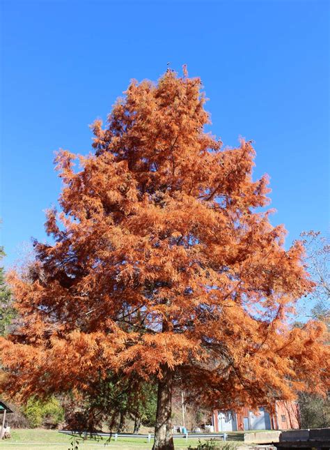 Dawn Redwood Tree For Sale Buying Growing Guide Trees