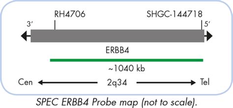 Genebio ERBB4 2q11 Dual Color Probe Genebiosolution