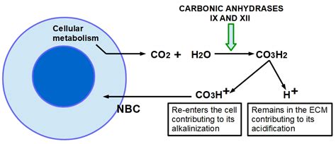 Cancers Free Full Text Tumor Microenvironment Features And