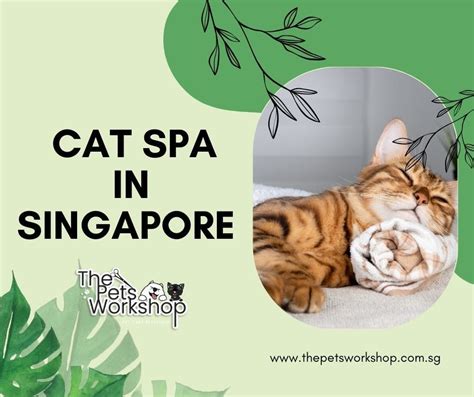 The Benefits of Cat Spa Treatments:- The Pets Workshop | by ...