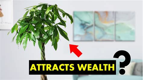 What Is A Money Tree Good For Youtube