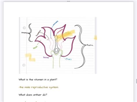 Structure Of Flower Flashcards Quizlet