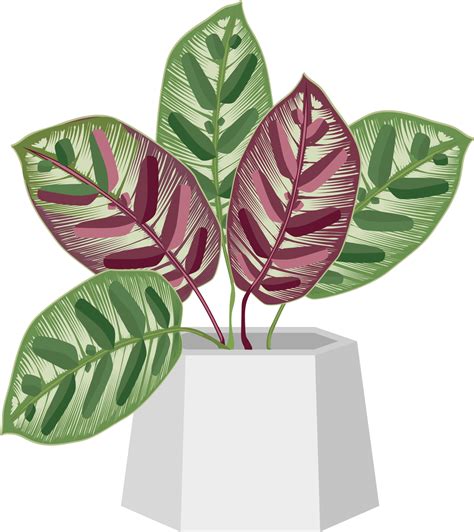 Potted Plants Icon 16384104 Png