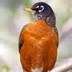 Varied Thrush