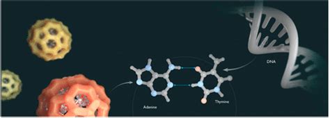 DNA Mimicking MetalOrganic Frameworks With Accessible Adenine Faces