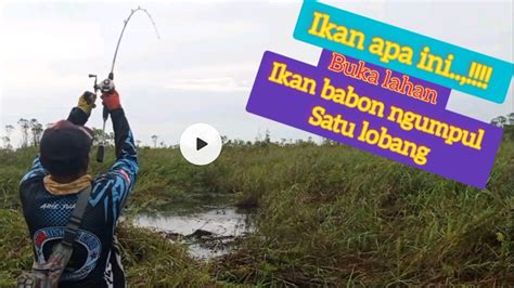 Casting Ikan Gabus Di Rawa Ll Buka Lahan Ll Mancing Ikan Gabus Ll Satu