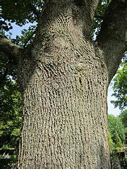 Category:Acer platanoides (bark) - Wikimedia Commons