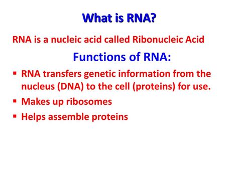 PPT - RNA: Structure & Function PowerPoint Presentation, free download - ID:6390651