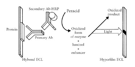 Principles Of Western Blotting With The Ecl Detection System