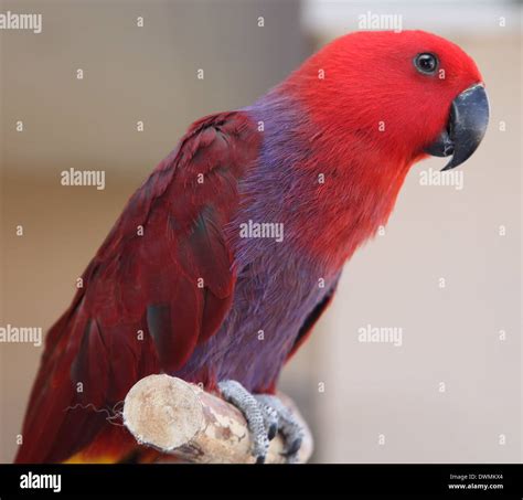 PARROT ECLECTUS FEMALE Stock Photo - Alamy