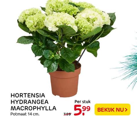 Hortensia Hydrangea Macrophylla Aanbieding Bij Praxis Folders Nl