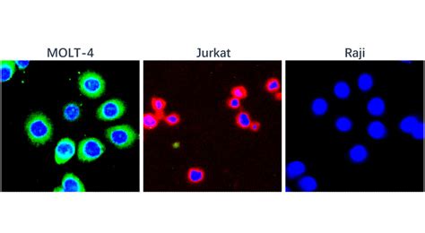 CD3 (Intracellular domain) antibody (IR252-1) | iReal Biotechnology, Inc.