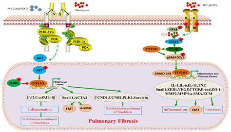 Biomolecules Free Full Text Foxm Functional Roles Of Foxm In Non