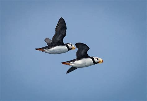 Horned Puffin - Owen Deutsch Photography