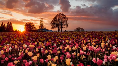 Fondos De Pantalla X Px Nube Campo Flores Muchos