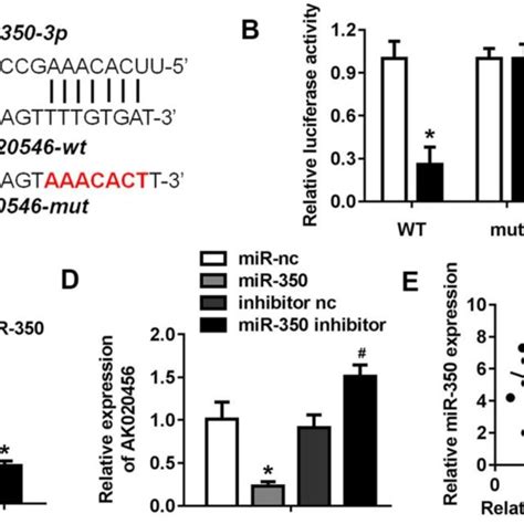 Lncrna Ak Sponged Mir P In H C Cardiomyocytes A The