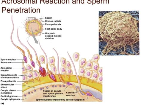 Fertilization Pregnancy And Lactationppt