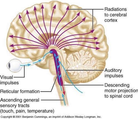 Brainstem Flashcards | Quizlet