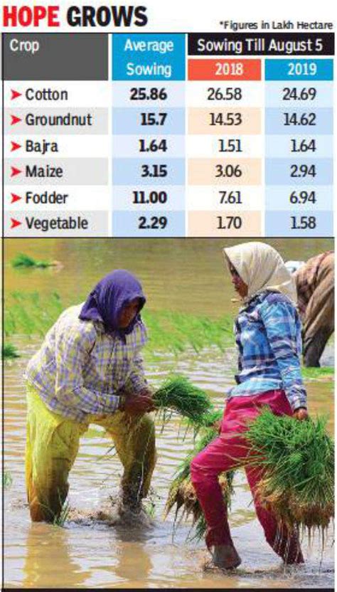 Gujarat Rain Salvages Cotton Groundnut Crops Ahmedabad News Times