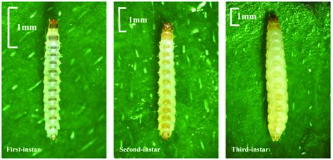 Optical microscope images of the first, second, and third instar larvae... | Download Scientific ...