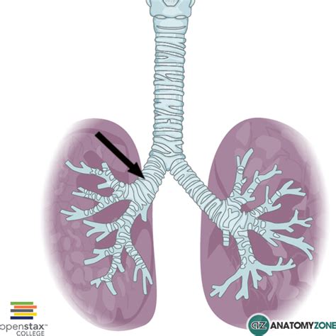 Right Main Bronchus • Respiratory • Anatomyzone