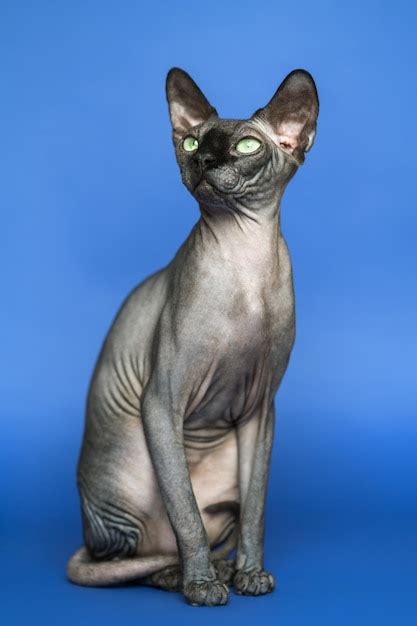 Lovely Canadian Sphynx Hairless Cat Full Length Portrait Of Friendly