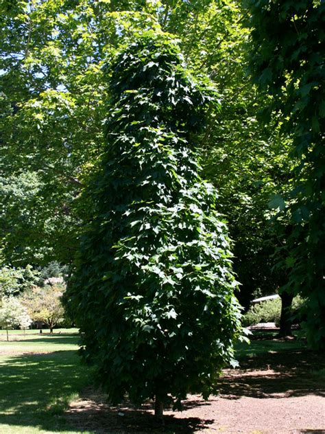 Sugar Cone Maple J Frank Schmidt Son Co