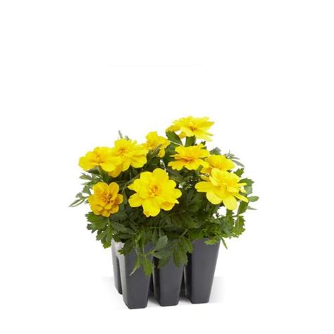 6 Pack Multicolor French Marigold Dwarf In Tray L17086 In The Annuals Department At