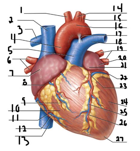 Heart Anatomy Flashcards Quizlet