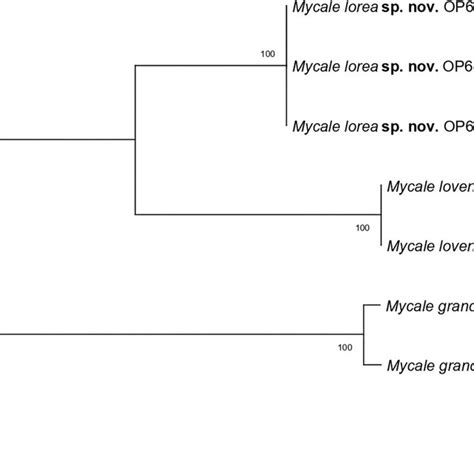 Maximum Likelihood Phylogenetic Tree Of Its1 58s And Its2 Rdna