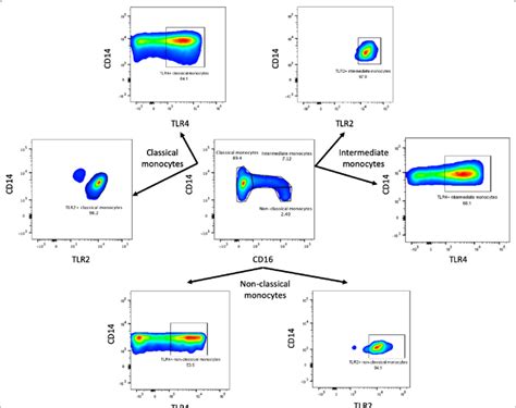 Gating Strategy For The Monocyte Subsets And Tlr Expression Assessment