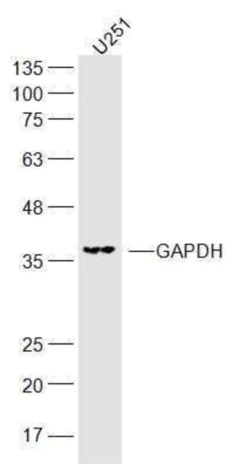 Gapdh Rabbit Anti Human Polyclonal Bioss L Unconjugated