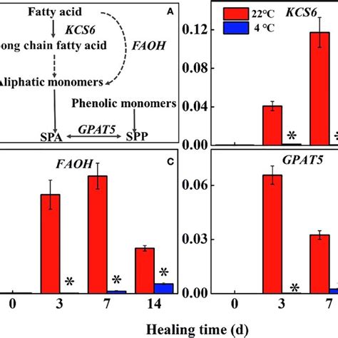 A The Pathway Of Fatty Acid Metabolism And Effects Of Different