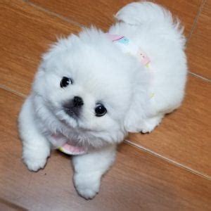 Miniature Pekingese | What's Good and Bad About 'Em?