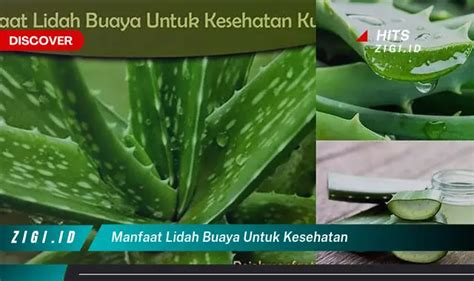 Ketahui Manfaat Lidah Buaya Untuk Kesehatan Yang Wajib Kamu Intip