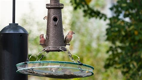 Are Metal Bird Feeders Safe To Leave Out In The Winter?