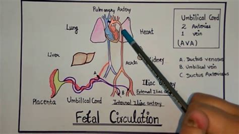 Fetal Circulation Step By Step