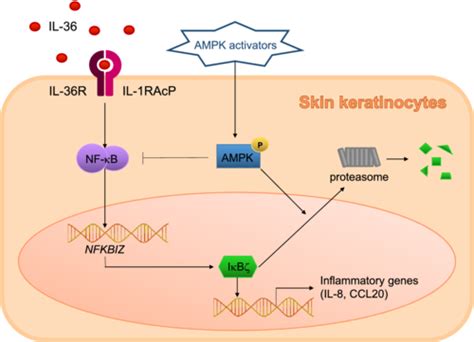 Ampk Activation Modulates Il‐36‐induced Inflammatory Responses By Regulating Iκbζ Expression In