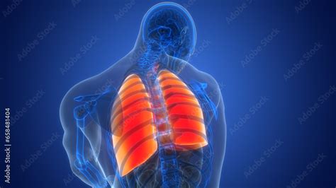 Human Respiratory System Lungs Anatomy Stock Illustration | Adobe Stock