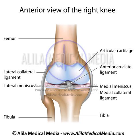 Knee Joint Anatomy Unlabeled Diagram Poster Porn Sex Picture