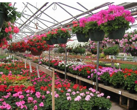 Spring Into Flowers And Planting...Where To Buy Stuff Cheap? | Brick ...