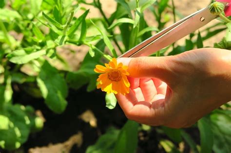 Uma Mulher Coleta Cal Ndula De Plantas Medicinais Para Colher Flores De