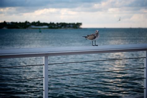 Free Images Beach Sea Coast Water Ocean Bird Boat Shore Wave