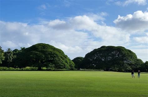 The Monkeypod Tree In Hawaii Is Worth Nearly Half A Million Bucks