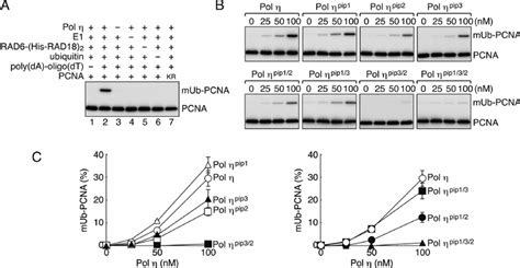 In Vitro Reconstitution Of Pol ␩ Dependent Pcna Ubiquitination A Download Scientific