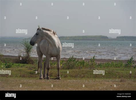 White horse portrait Stock Photo - Alamy