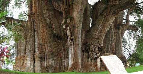 Árbol del Tule un ejemplar con el tronco más ancho del mundo Billiken