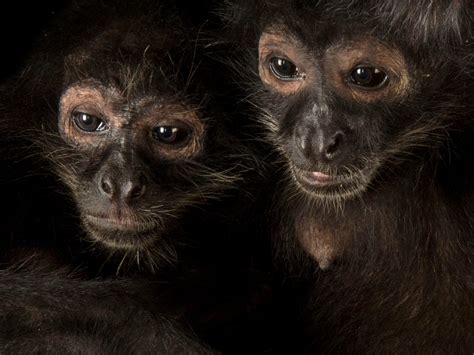 Tropical Rainforest Spider Monkeys