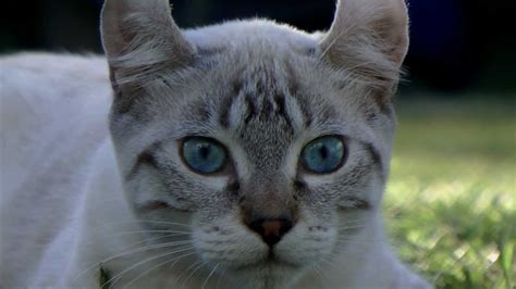 Lynx Hybrid My Cats Playing Under The Pomegranate Tree Youtube